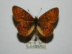 Boloria eunomia