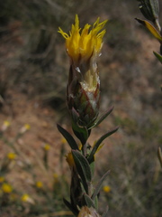 Pteronia membranacea