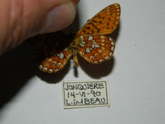 Boloria eunomia