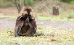 Theropithecus gelada