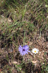 Catananche caerulea