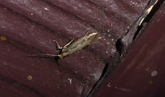 Tinea pallescentella