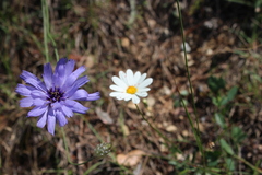 Catananche caerulea
