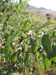 Lippia javanica