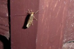 Tinea pallescentella