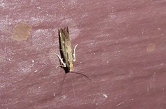 Tinea pallescentella