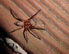 Notiodrassus distinctus