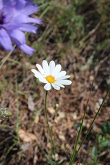 Leucanthemum vulgare