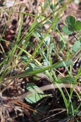 Leucanthemum vulgare