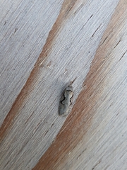 Semioscopis