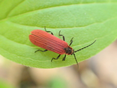Dictyoptera aurora