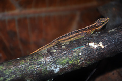 Anolis anchicayae