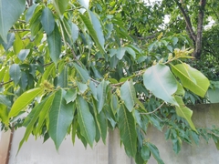 Terminalia chebula