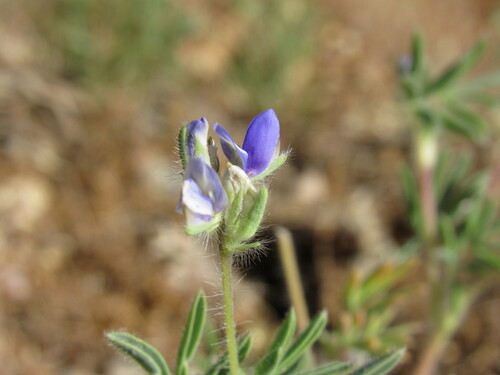 Image of Lupinus kingii by (c) Anders Hastings, some rights reserved (CC BY)