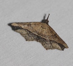 Philogethes metableta