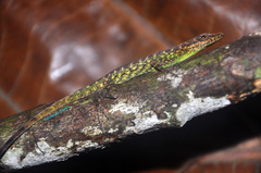 Anolis anchicayae