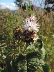 Baccharoides adoensis