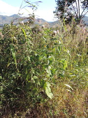 Baccharoides adoensis