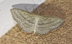 Scopula oppilata