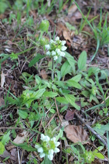 Prunella laciniata
