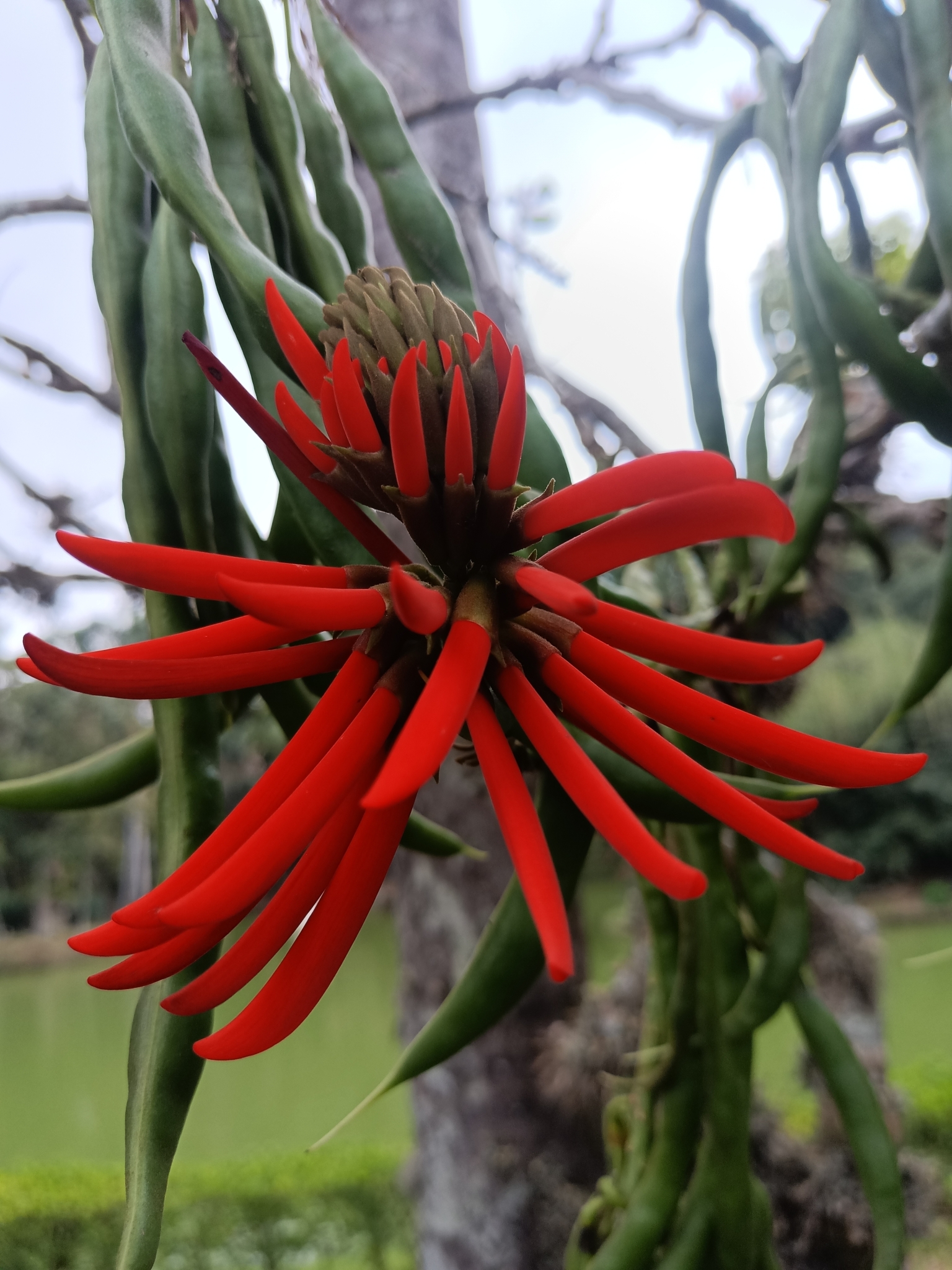 Erythrina speciosa