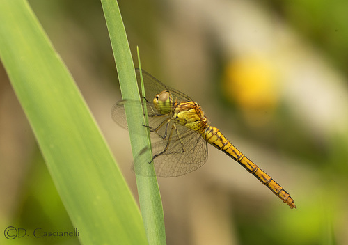 Southern Darter