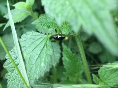 Tritomegas sexmaculatus