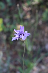 Catananche caerulea
