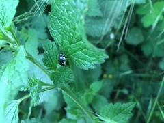 Tritomegas sexmaculatus