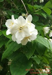 Philadelphus coronarius