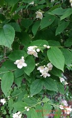 Philadelphus coronarius
