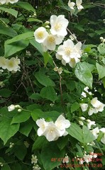 Philadelphus coronarius