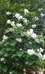 Philadelphus coronarius