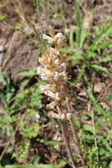Orobanche picridis