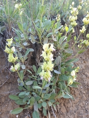 Salvia absconditiflora