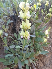 Salvia absconditiflora