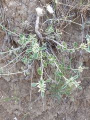 Marrubium parviflorum