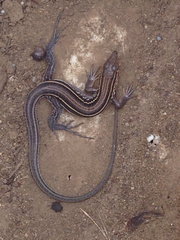 Aspidoscelis hyperythrus beldingi