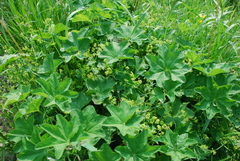Alchemilla subcrenata