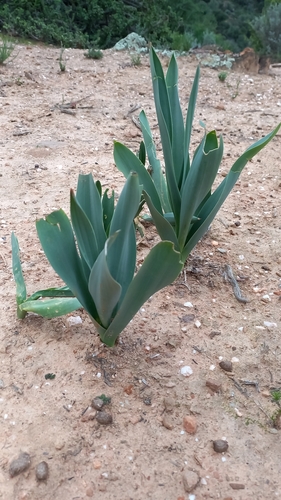 Drimia capensis