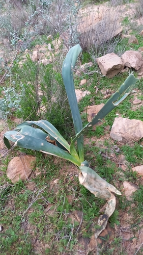 Drimia capensis