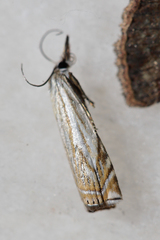 Crambus lathoniellus