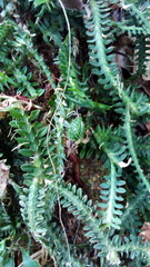 Dichaea neglecta