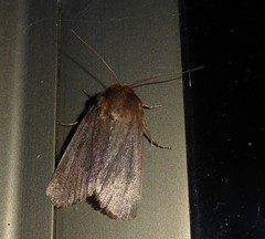 Bityla defigurata