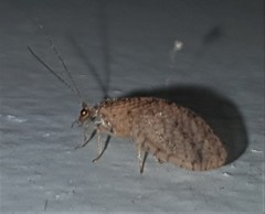 Micromus tasmaniae