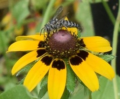 Synocoelioxys