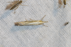 Crambus pascuella