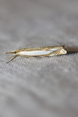 Crambus pascuella