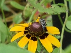 Synocoelioxys