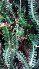 Dichaea neglecta